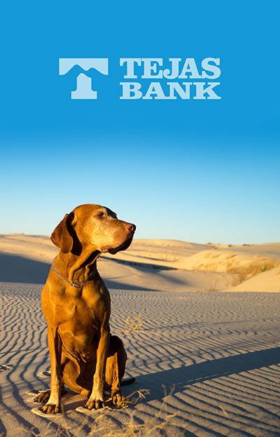 golden color dog sits in the desert in the late afternoon sun ; Shutterstock ID 420009829; purchase_order: -; job: -; client: -; other: -